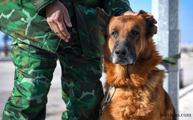 Trải Nghiệm Của Anh Hải Và Chó Belgian Malinois "Rocky