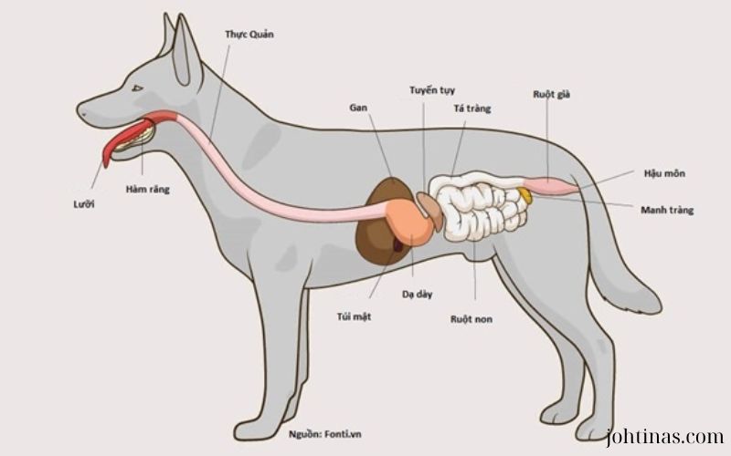 Cách Phòng Ngừa Bệnh Tiêu Hóa Ở Chó Mèo