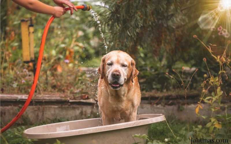 Cách Chăm Sóc Chó Mèo Khi Thời Tiết Thay Đổi